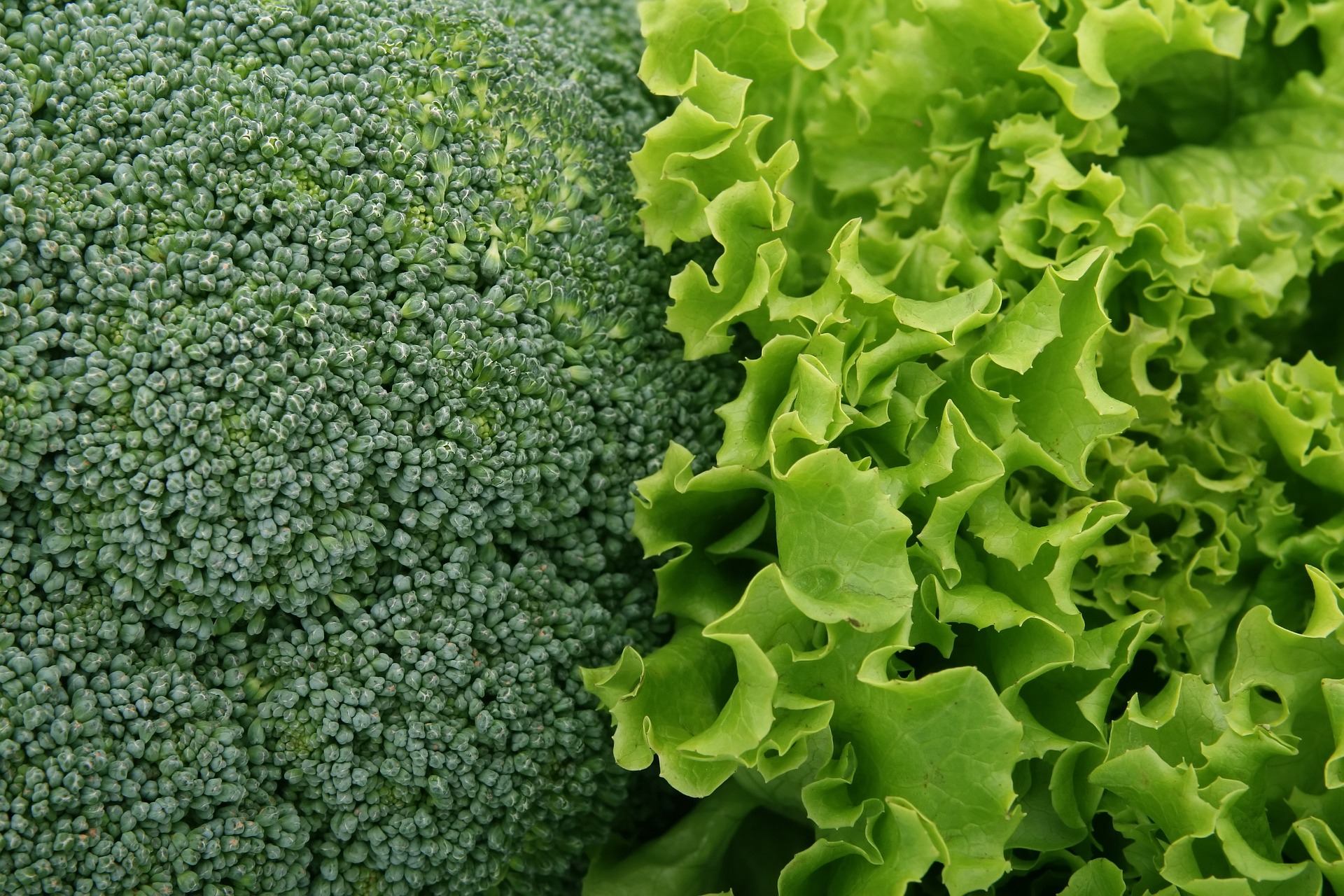 broccoli g24611d4af 1920